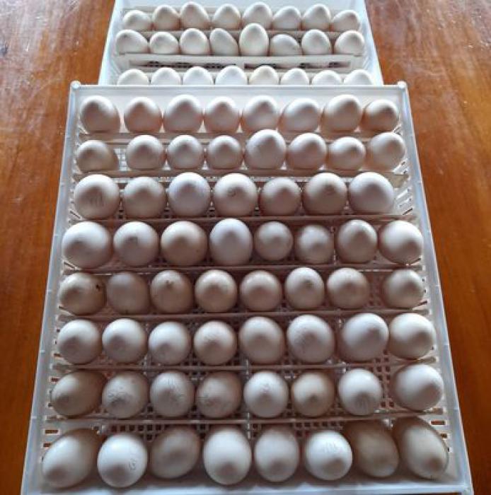 GOLDEN SEBRIGHT BANTAM FERETILE EGGS Farmstock