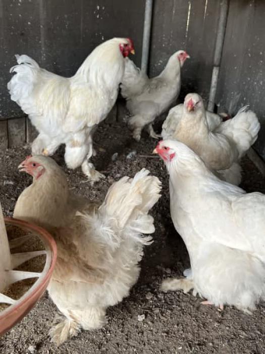 Pure white Brahma fertile eggs for sale ? 150 Christmas Farmstock