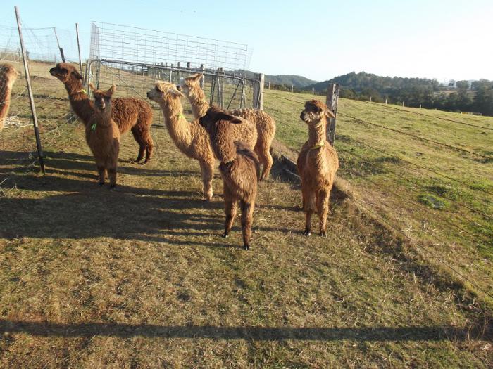 Young Alpaca Males