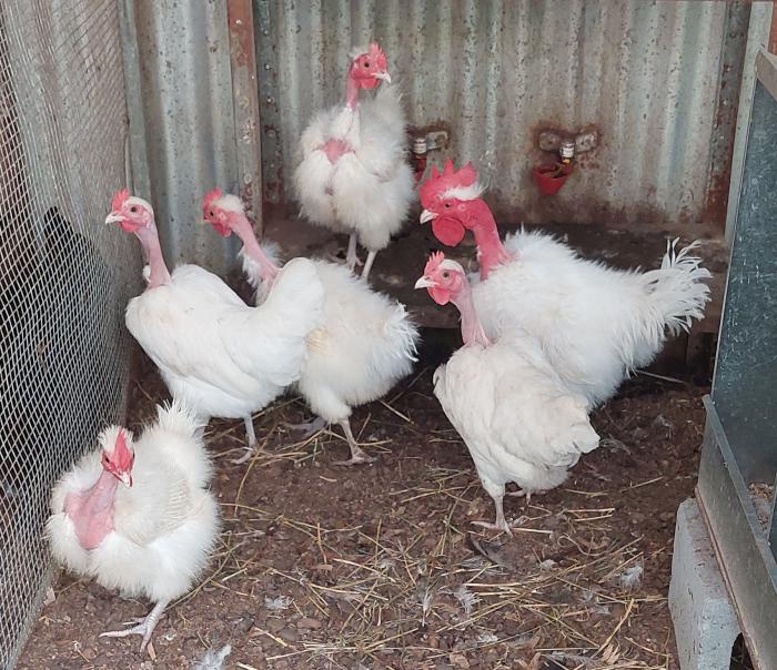 BANTAM SILKEN FEATHERED TRANSYLVANIAN NAKED NECK BANTAM