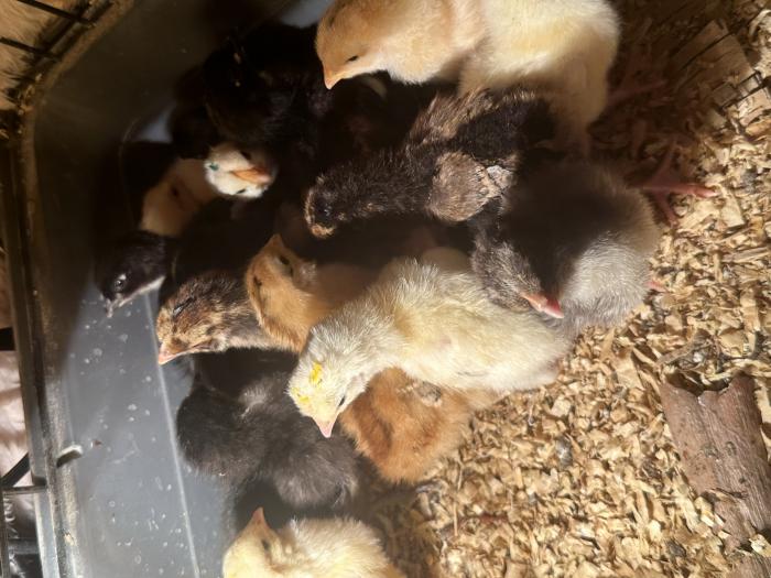 Light Sussex, RIR, Barnevelder and backyard young chickens