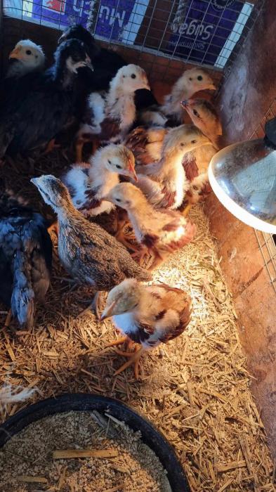 Bantam Rhode Island Reds mostly rosecombs