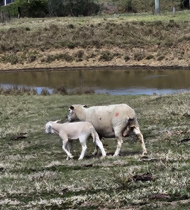 Ewe and Lamb