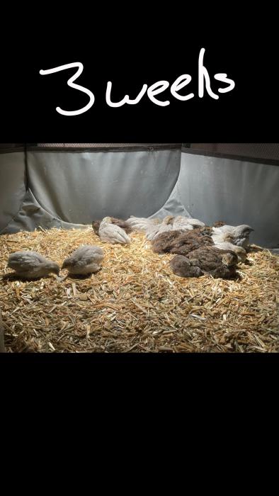King quail