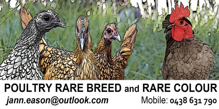 BANTAM FERTILE EGGS for Sale