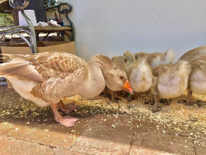 Rare opportunity, buff geese 
