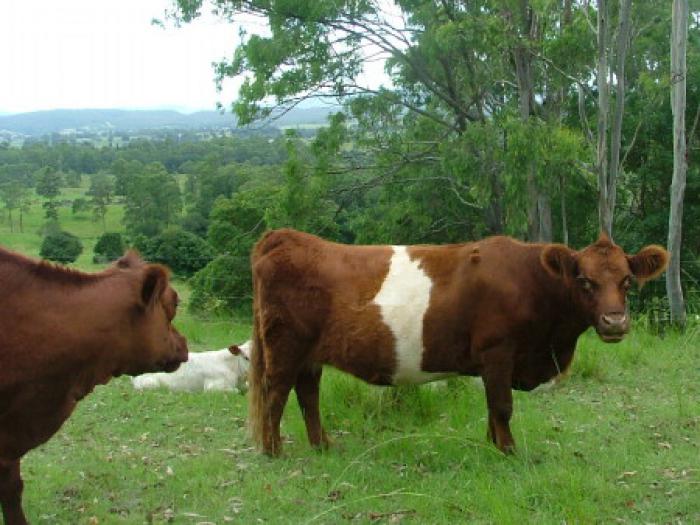 Red Belted Cow for sale