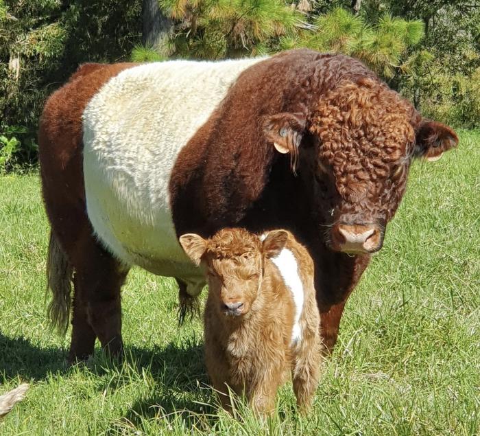 Belted Galloways For Sale, Pure Bred Heifers, Bulls & Steers