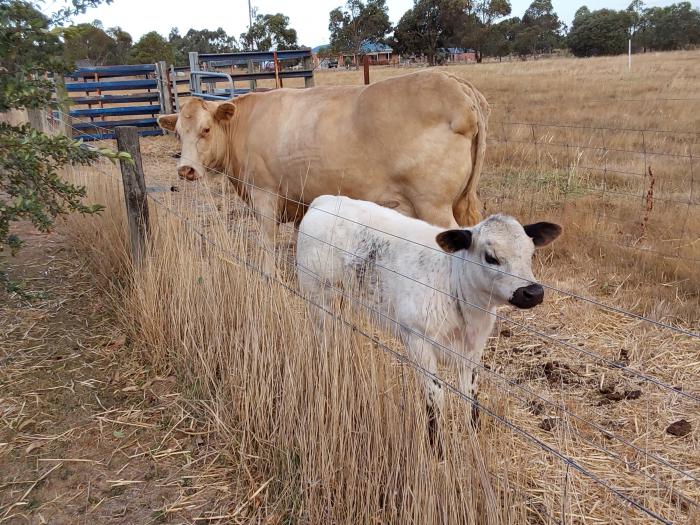 Cow and calf for sale