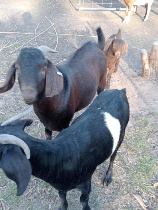 Goats for sale