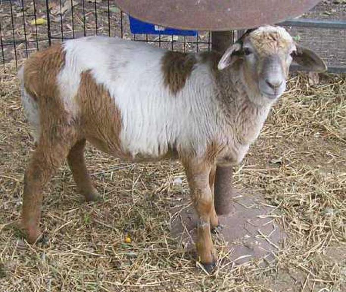 BOTTLE FED DAMARA PERSIAN CROSS WETHER LAMB - $80.00